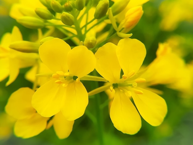 Fleurs de moutarde noire sur l'arrière-plan flou