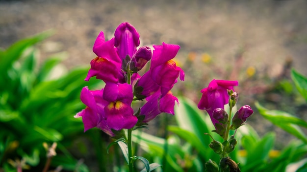 Fleurs de muflier dans le jardin