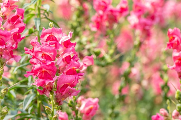 Fleurs de muflier rose