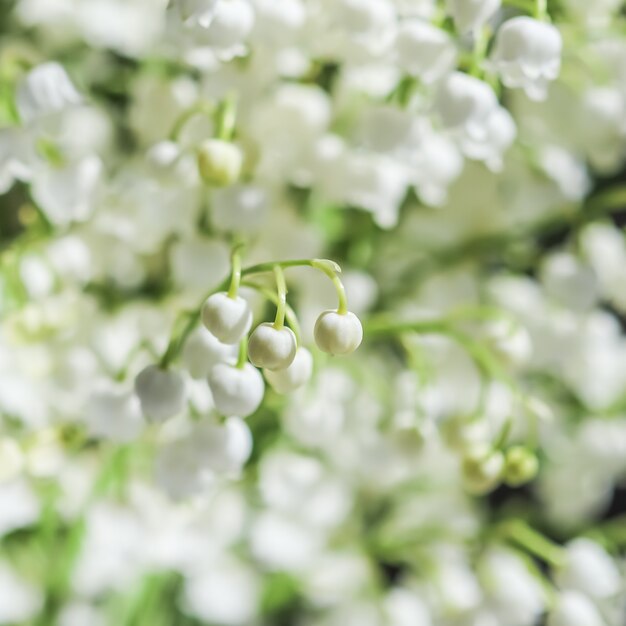 Fleurs de muguet en fleurs fond floral naturel