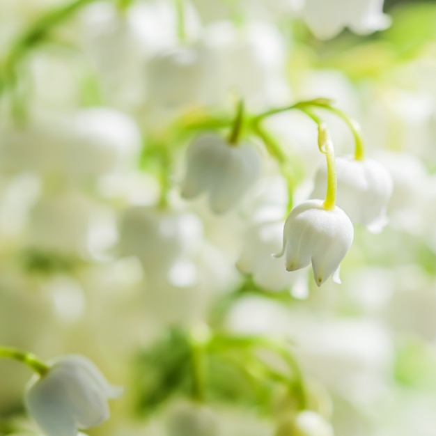 Fleurs de muguet en fleurs fond floral naturel