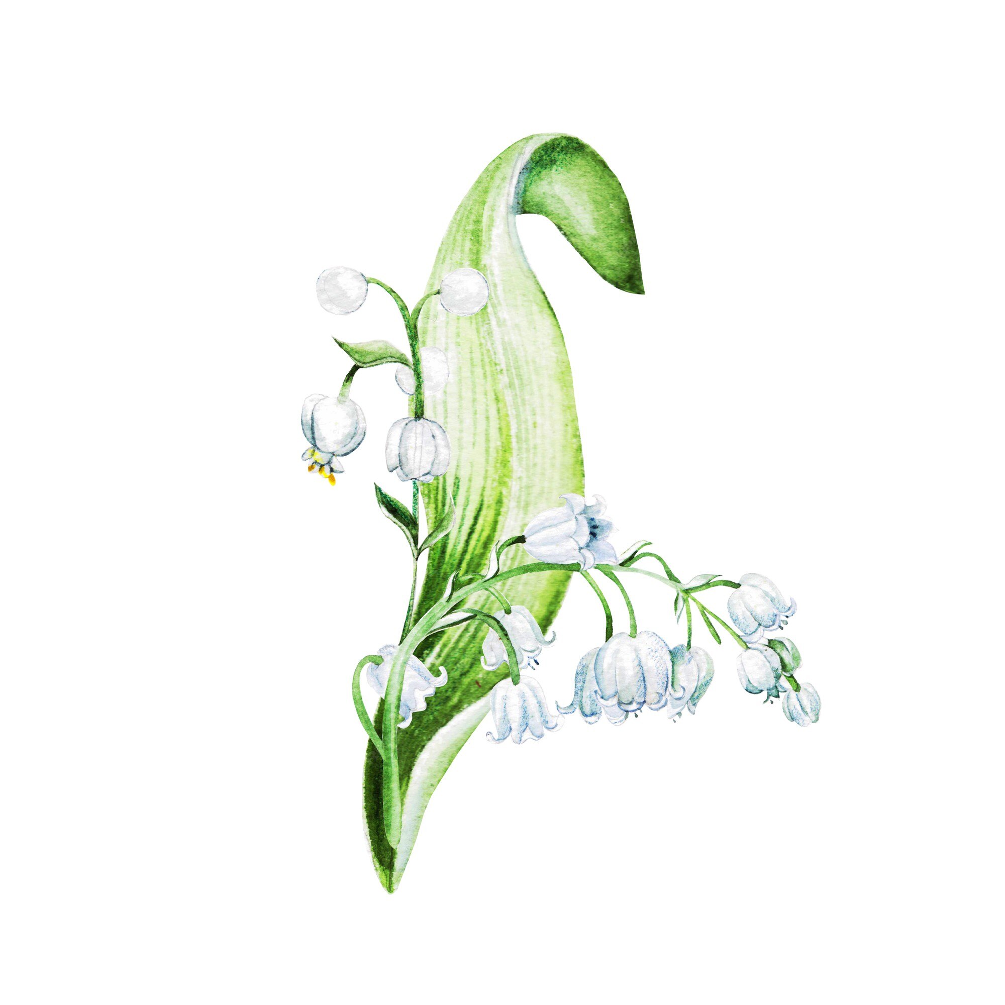 Fleurs De Muguet. Illustration Aquarelle Dessinée à La Main. | Photo Premium