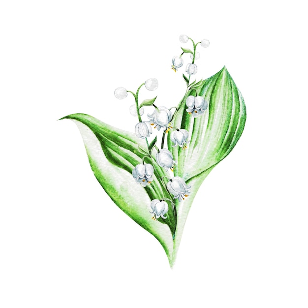 Fleurs de muguet. Illustration aquarelle dessinée à la main.