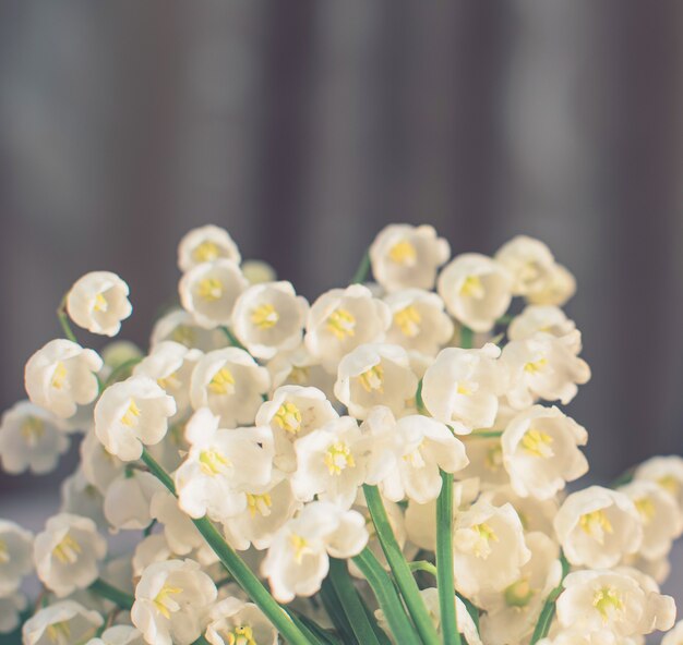 Fleurs de muguet se bouchent avec une mise au point sélective sur fond gris clair la beauté de