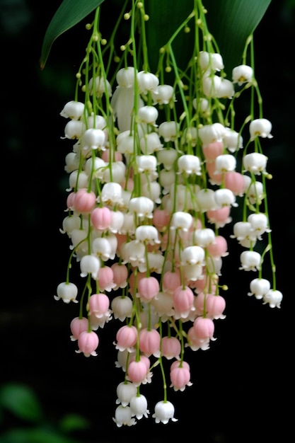 Fleurs de muguet