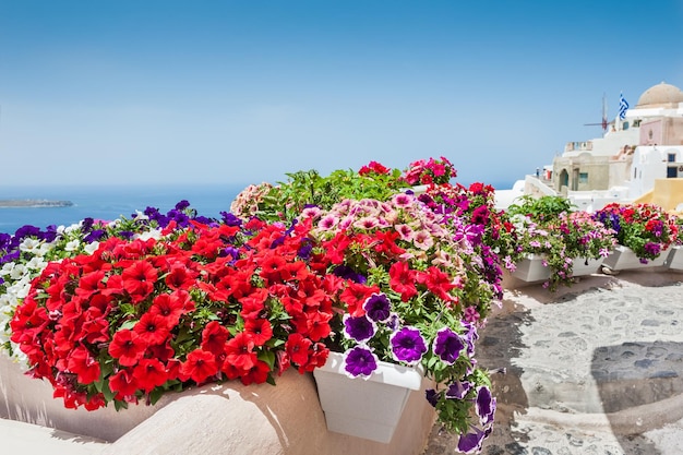 Fleurs multicolores dans la rue. Île de Santorin, Grèce. Beau paysage avec vue sur la mer. Mise au point sélective