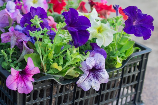 Fleurs multicolores de pétunia prêtes à être plantées dans le jardin