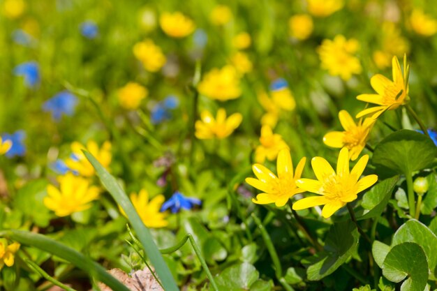 Fleurs multicolores