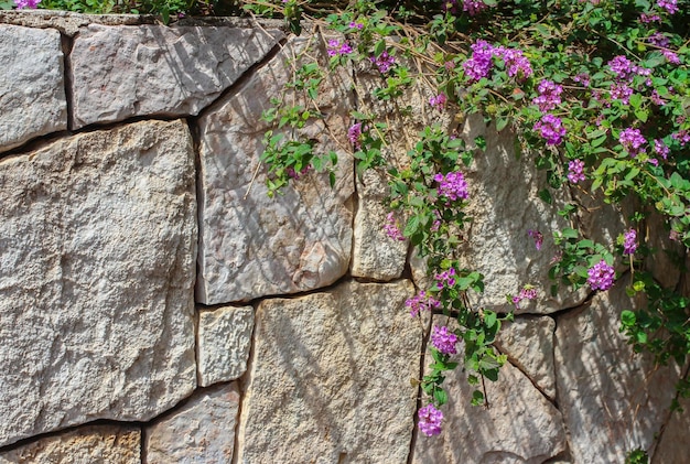 Des fleurs sur un mur de pierre