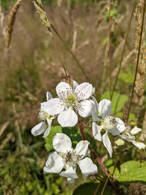 Fleurs de mûre