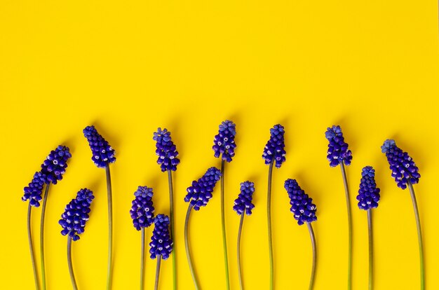 Fleurs de muscari bleu sur jaune