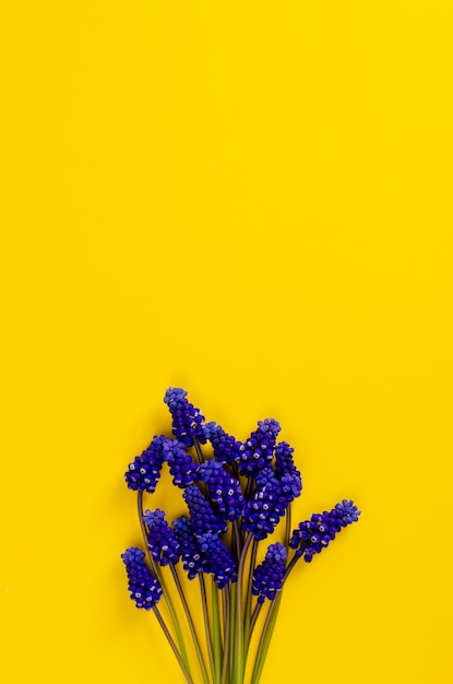 Fleurs de muscari bleu sur jaune