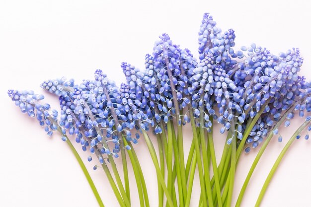 Fleurs de muscari bleu de printemps. Fleurs de Muscari sur fond pastel rose.