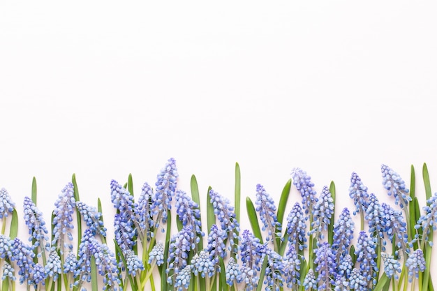 Fleurs de muscari bleu de printemps.