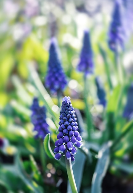 Fleurs muscari bleu tendre dans le jardin de printemps. Fleurs bleues. Muscari négligé. Jacinthe de raisin.