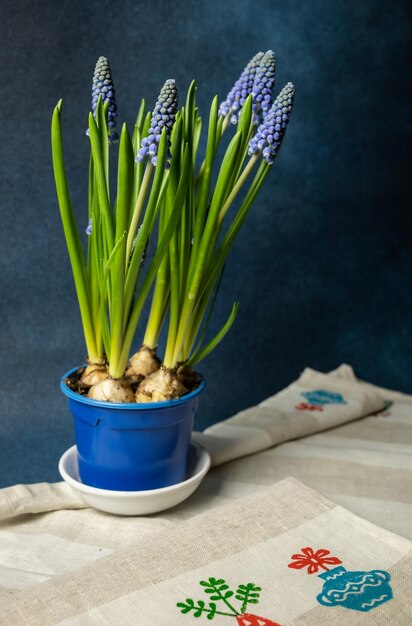 Des fleurs de muscari dans un pot