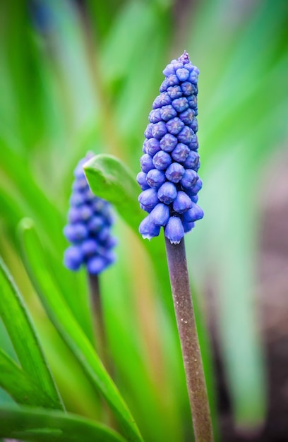 Fleurs De Muscari En Fleurs. Mise Au Point Sélective. Nature Fliwers.