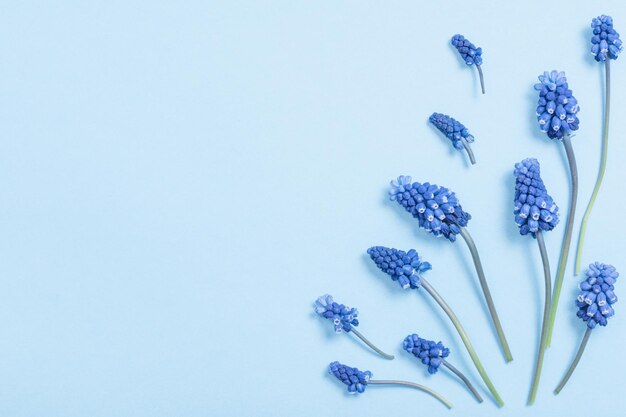 Fleurs de muscari sur fond de papier bleu