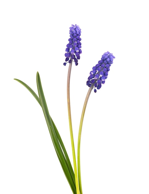 Fleurs de Muscari isolés sur une surface blanche