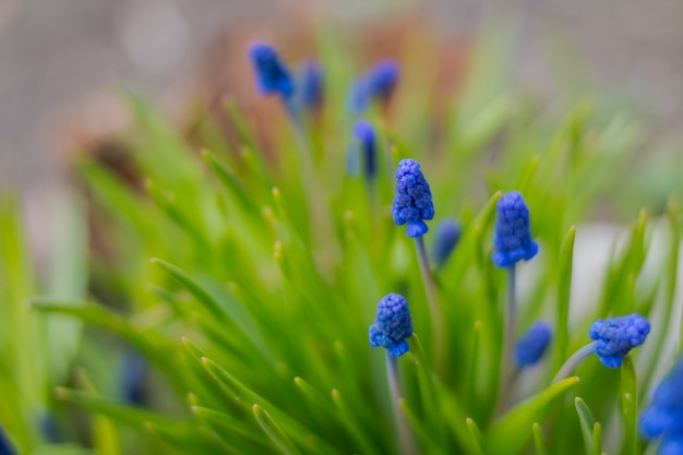 Fleurs de muscari de printemps dans le jardin