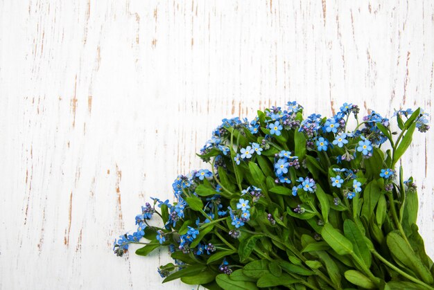 Fleurs de myosotis