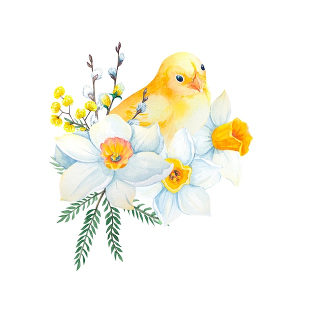 Fleurs de narcisse aquarelle avec poussin Main dessiner des illustrations sur fond blanc