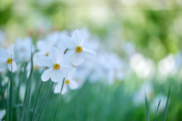 Fleurs de narcisse blanc tendre fleurissant dans un jardin ensoleillé de printemps