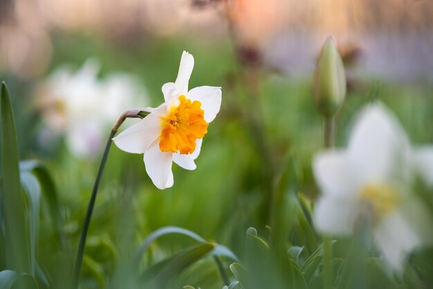 Fleurs de narcisse blanc tendre qui fleurit dans le jardin de printemps.