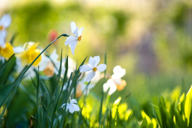 Photo fleurs de narcisse blanc tendre qui fleurit dans le jardin de printemps.