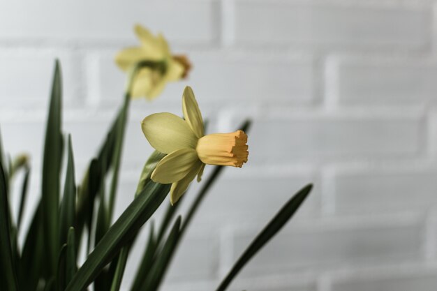 Fleurs de Narcisse sur une brique blanche floue fond avec espace