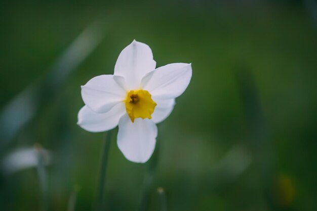 Fleurs de narcisse en période de floraison