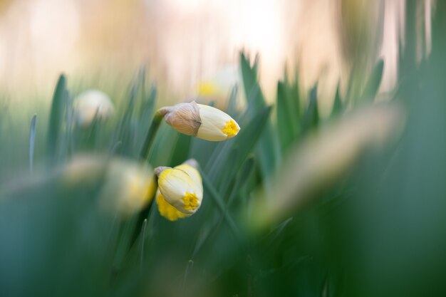 Fleurs de narcisse tendres jaunes qui fleurissent dans le jardin de printemps.