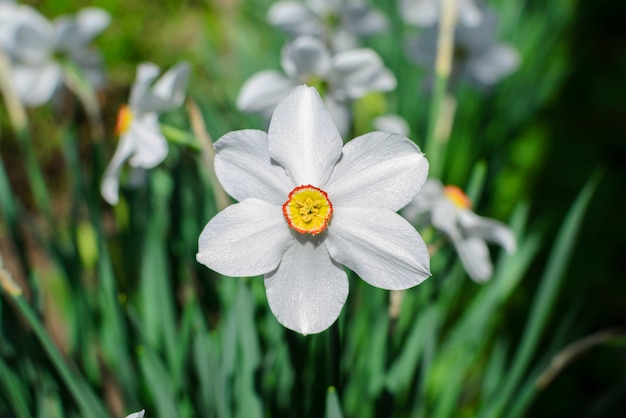 Fleurs narcisses blanches