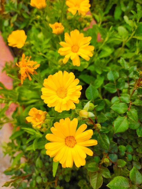 Fleurs naturelles jaunes