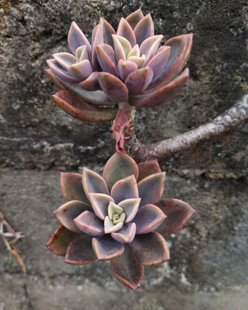 Photo les fleurs naturelles rouges