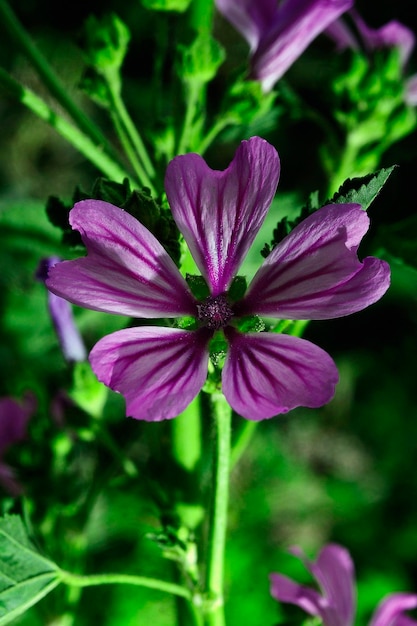 Fleurs naturelles et sauvages Malva