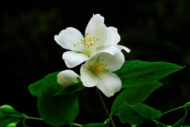 Fleurs naturelles et sauvages Philadelphus coronarius ou Celindo de Virginie