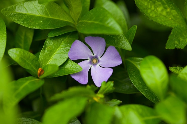 Fleurs naturelles.