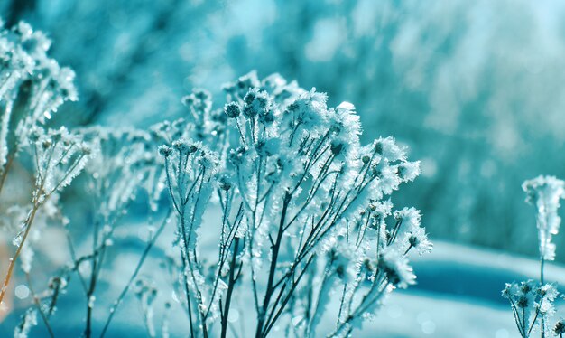 Fleurs de neige en cristal contre le ciel bleu. Merveille d'hiver des cristaux de la nature du gel. Paysage de scène d'hiver