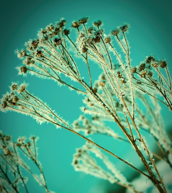 Fleurs de neige en cristal