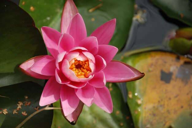 Fleurs de nénuphar dans un étang