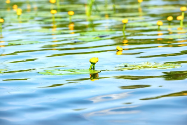 Fleurs de nénuphar sur l'étang avec de l'eau bleue