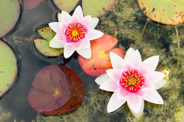 Fleurs de nénuphar