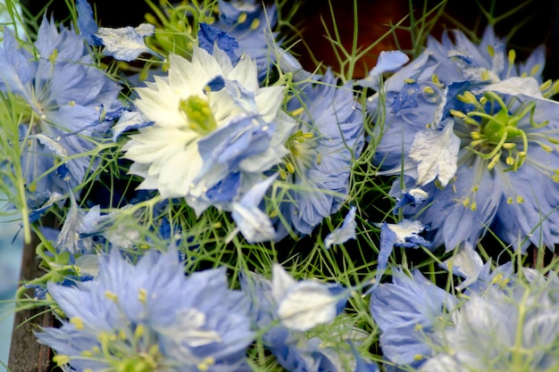 Fleurs de Nigella damascena dans une boîte en bois