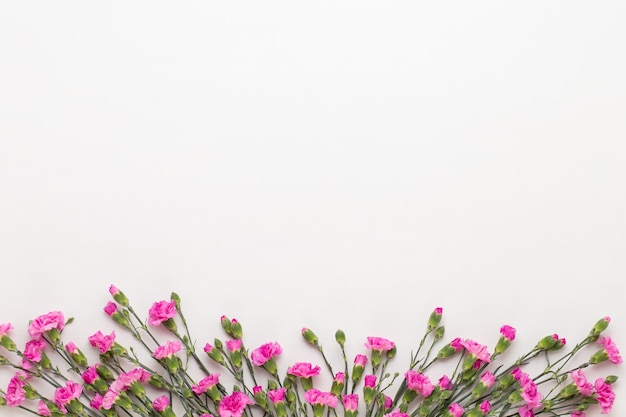 Fleurs d'oeillet rose sur fond blanc. Mise à plat, vue de dessus