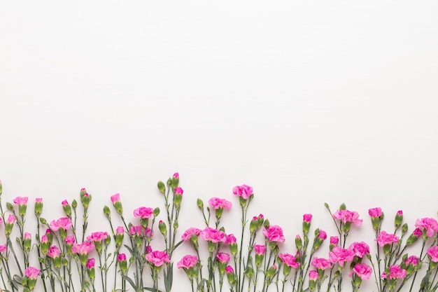 Fleurs d'oeillet rose sur fond blanc. Mise à plat, vue de dessus