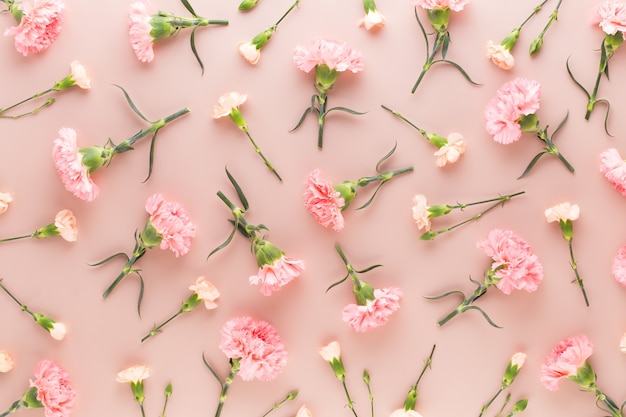 Fleurs d'oeillet rose sur fond pastel