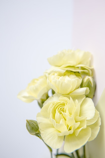 Fleurs d'oeillets jaunes verts sur fond lilas blanc. Place pour le texte. Fête des mères. Carte de voeux. Jour de mariage. La Saint-Valentin.