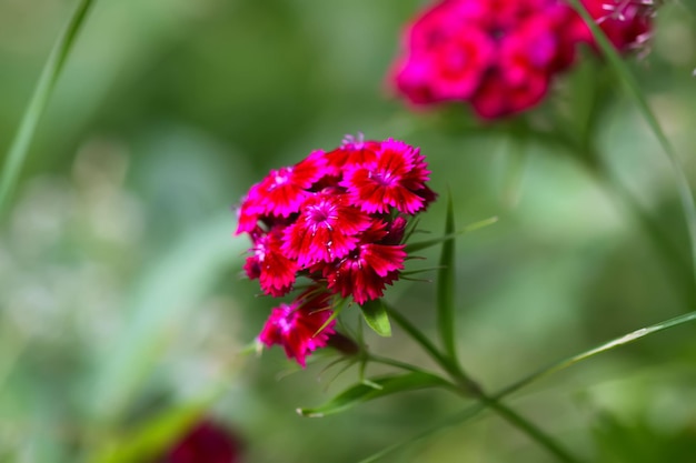 Fleurs d'oeillets turcs dans le jardin d'été