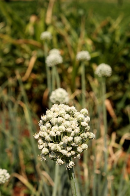 Fleurs d'oignon dans les terres agricoles